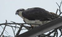 osprey today, in Florence County, Wisconsin