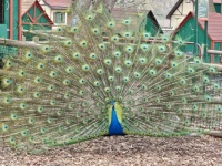 Peacock at Grant’s Farm