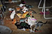 OUR CATS