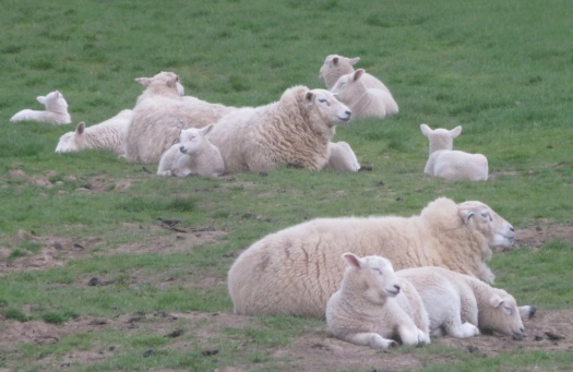 Ewes and lambs.