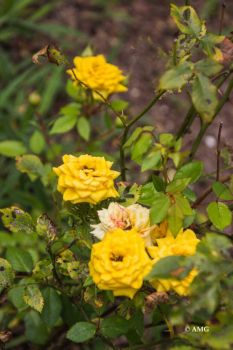 Yellow Mini Rose