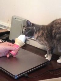 I like Ice Cream
