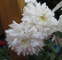 Wilting white Chrysanthemums....