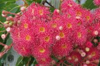 Close-up of the Red GumTree flowers .....