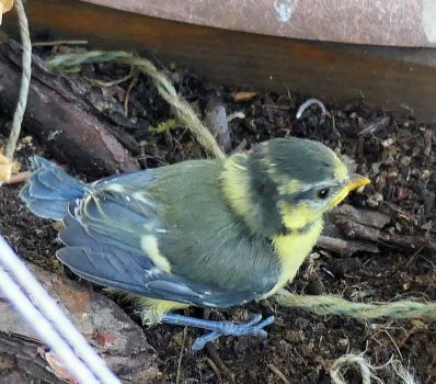 close encounter with a bluetit chick :)