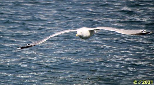 Herring Gull Fly