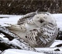 My Sleeping Owl ☺