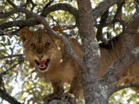 lions-johns