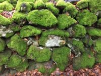 Mossy stones