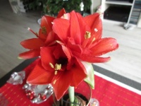 Close up of Red Amaryllis potted in a glass vase