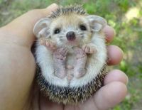 Baby Hedgehog