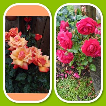 Our Roses today