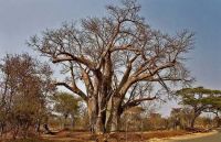 Baobab Tree, Zimbabwe