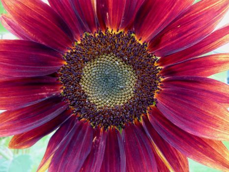 Sunflower Albany Oregon