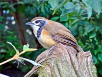 Greater Necklaced Laughing Thrush