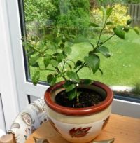 Conservatory plants - Lemon tree
