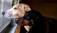 Coco & Augusta
