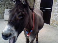 At the Donkey Sanctuary, Devon