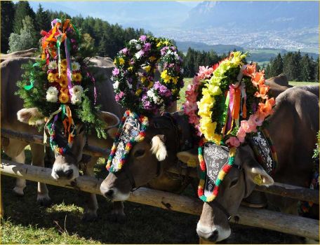 Tiroler koeien