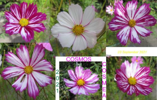 Cosmos or Cosmea collage    (challenge)