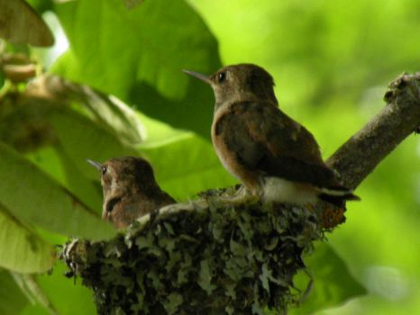 Baby Hummingbirds about 20 days old