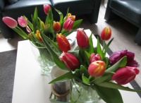 Tulips