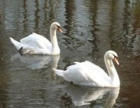Labutě - vznešenost sama...  Swans - grandeur itself...
