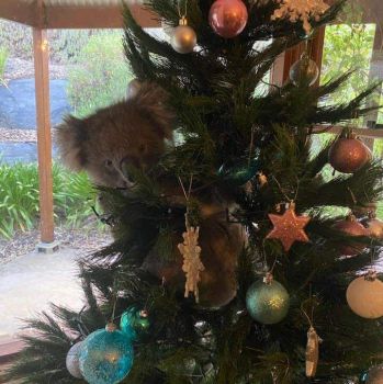 To See Video copy/paste and google: Australian family returns home to find koala in Christmas tree 5 KTLA