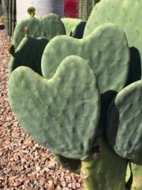 Love can be Prickly