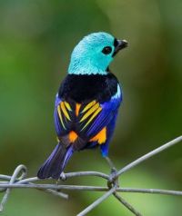 7 colored Tanager