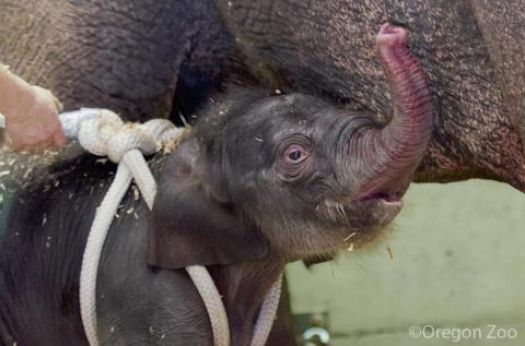Newborn Elephant Calf-2nd photo