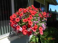 Mothers day hanging basket