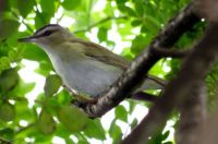 Red-Eyed Vireo IMG_1741