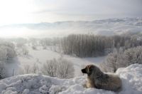 A dog in snow scenery Tunceli Turkey