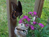 Curious Kitty and Butterfly
