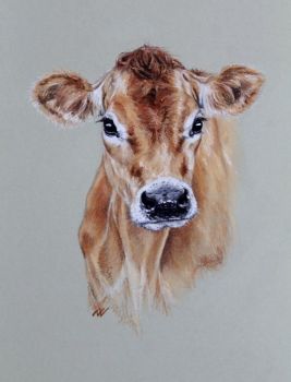 Pastel portrait of Jersey heifer