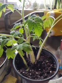 Tomato seedlings - May 2020