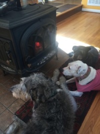 Dogs, friends,