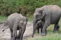 Indian Elephants
