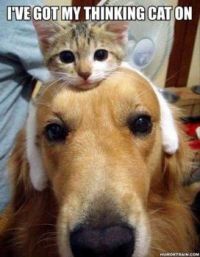Thinking Cat...