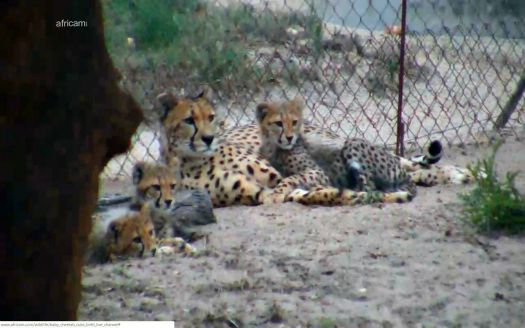 Cheetah Cubs still viewable on Africam