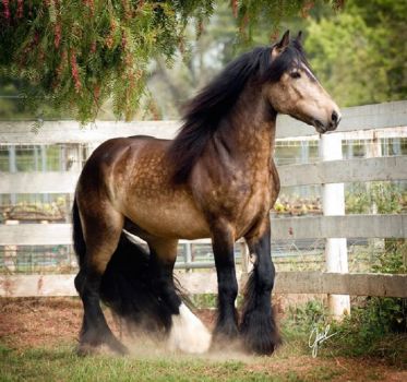 Solve Artiro-gorgeous Arabian/Gypsy Vanner cross jigsaw puzzle online