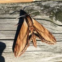 Laurel Sphinx moth