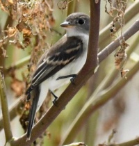 A lovely Bird ,  8-28-22