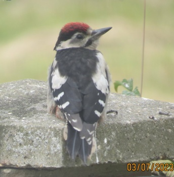 Solve Juvenile Greater Spotted Woodpecker waiting to be fed jigsaw