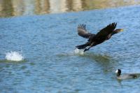 Cormorant Launching From Water