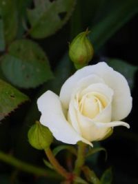 White Rose.