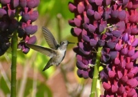 Lupine & hummer