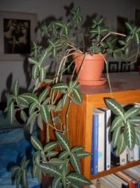 Plant in a room ...