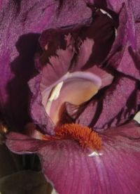 Tall bearded iris Vizier
